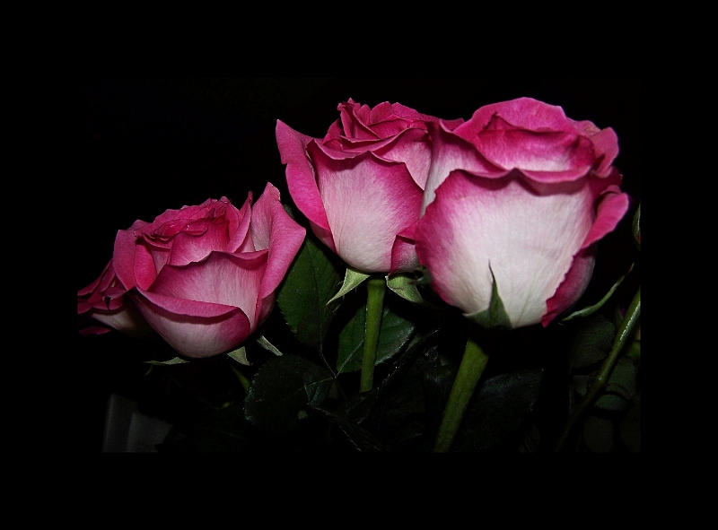 My roses 1.jpg